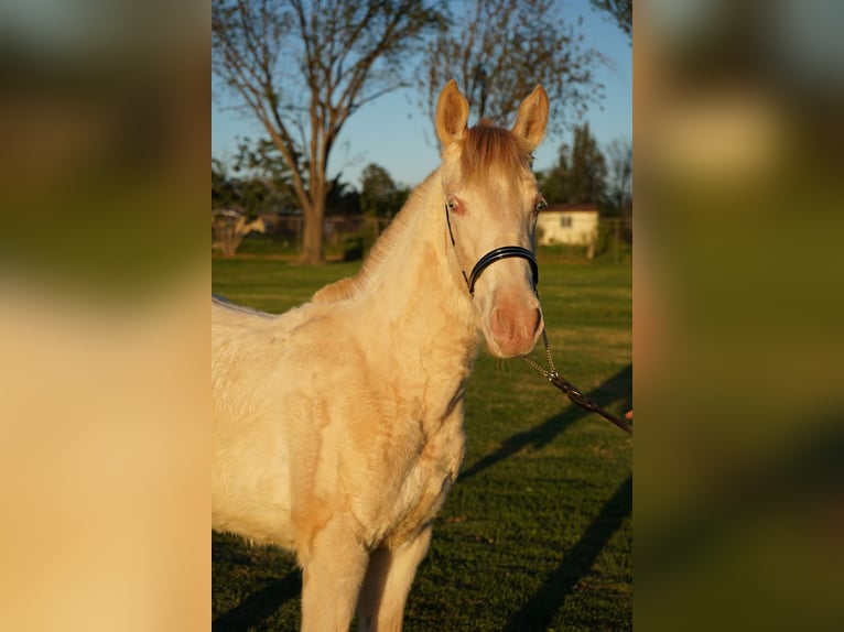 Andalusiër Merrie 1 Jaar 142 cm Pearl in Corona, CA