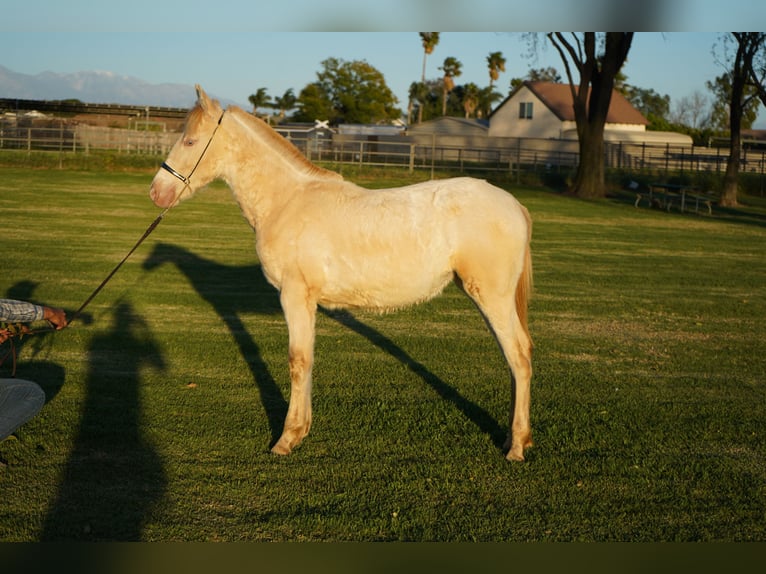 Andalusiër Merrie 1 Jaar 142 cm Perlino in Corona, CA