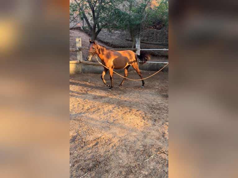 Andalusiër Merrie 1 Jaar 150 cm Bruin in Alcolea Del Rio