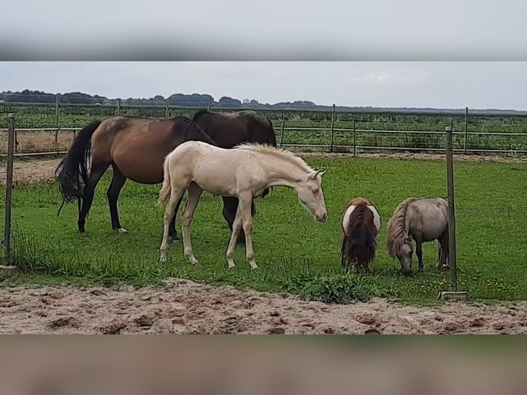Andalusiër Mix Merrie 1 Jaar 150 cm Cremello in Emmer-Compascuum