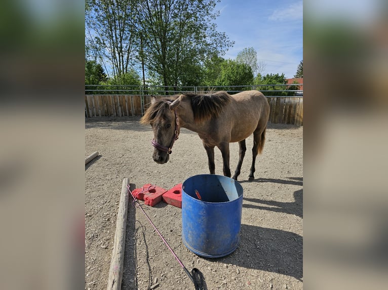 Andalusiër Merrie 1 Jaar 150 cm Rood schimmel in Puchheim