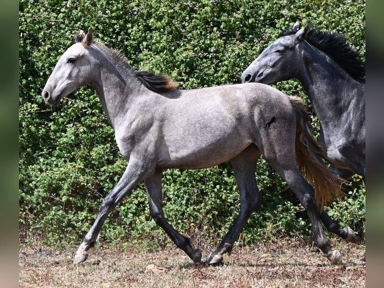 Andalusiër Merrie 1 Jaar 155 cm Schimmel in Menorca
