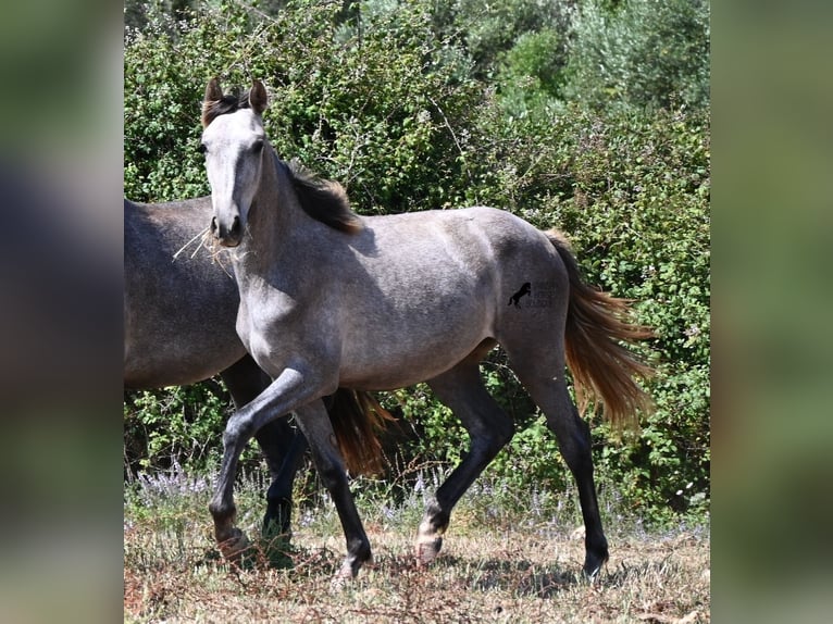 Andalusiër Merrie 1 Jaar 155 cm Schimmel in Menorca