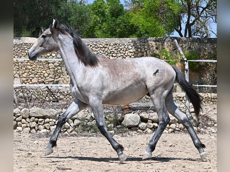 Andalusiër Merrie 1 Jaar 155 cm Schimmel in Mallorca
