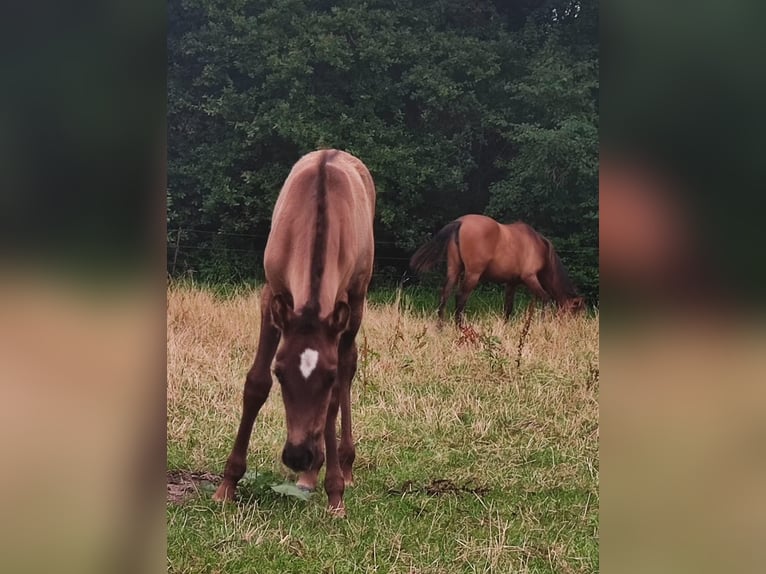 Andalusiër Merrie 1 Jaar 155 cm Schimmel in Rerik OT Russow