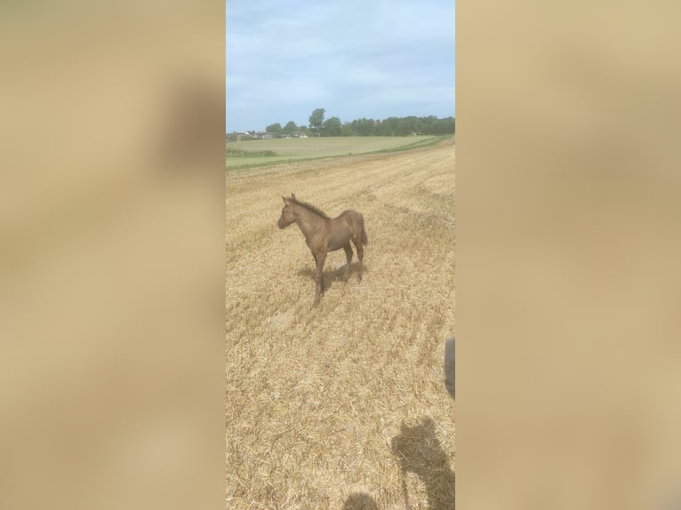 Andalusiër Merrie 1 Jaar 155 cm Schimmel in Rerik OT Russow