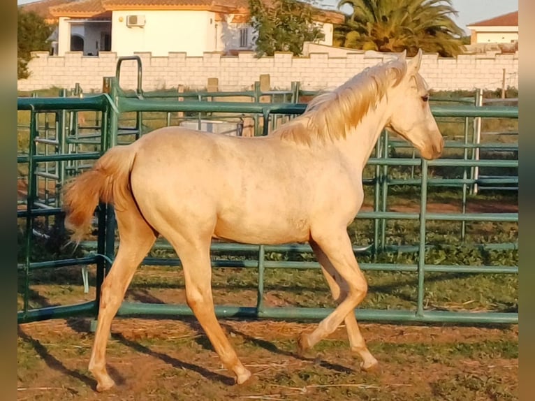 Andalusiër Merrie 1 Jaar 156 cm Palomino in Chiclana de la Frontera