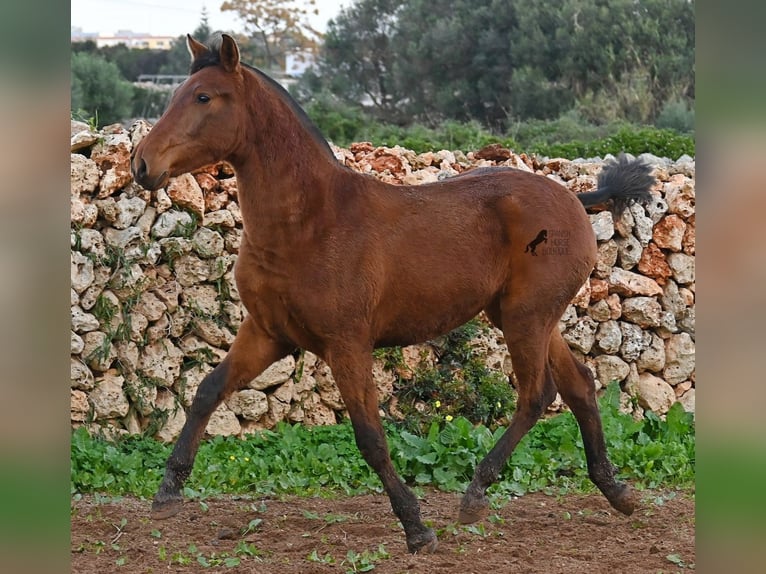 Andalusiër Merrie 1 Jaar 160 cm Bruin in Menorca
