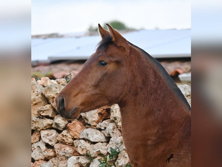 Andalusiër Merrie 1 Jaar 160 cm Bruin in Menorca