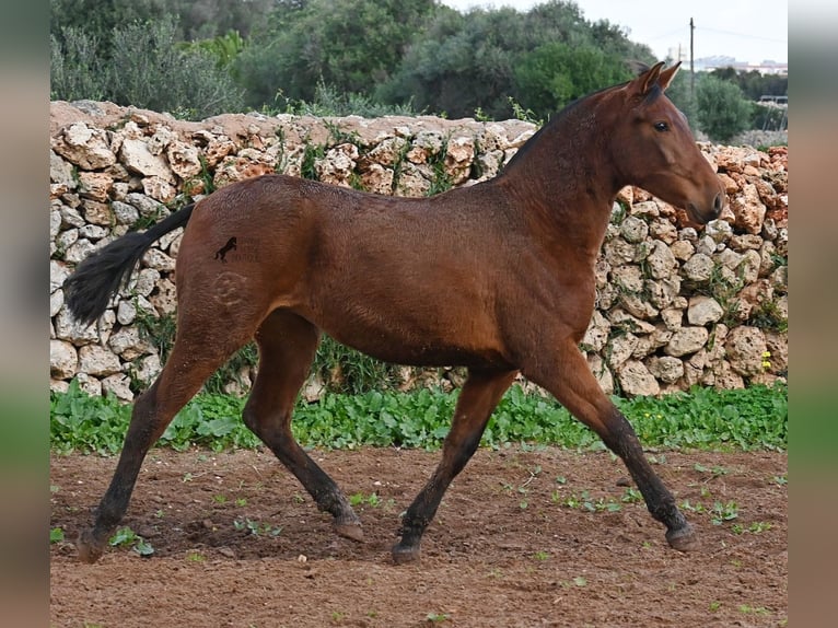 Andalusiër Merrie 1 Jaar 160 cm Bruin in Menorca