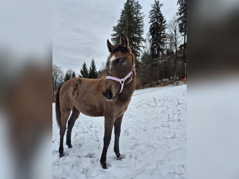 Andalusiër Merrie 1 Jaar 160 cm in Hermagor-Pressegger See