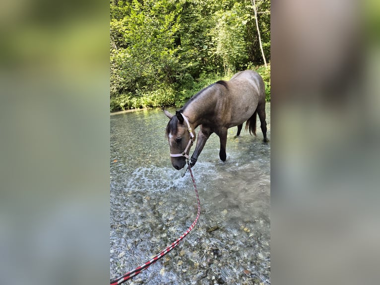 Andalusiër Merrie 1 Jaar 160 cm in Hermagor-Pressegger See