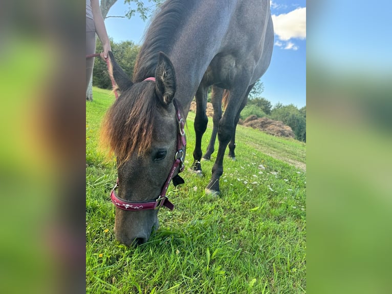 Andalusiër Mix Merrie 1 Jaar 163 cm Roan-Bay in Lias d&#39;Armagnac, Gers