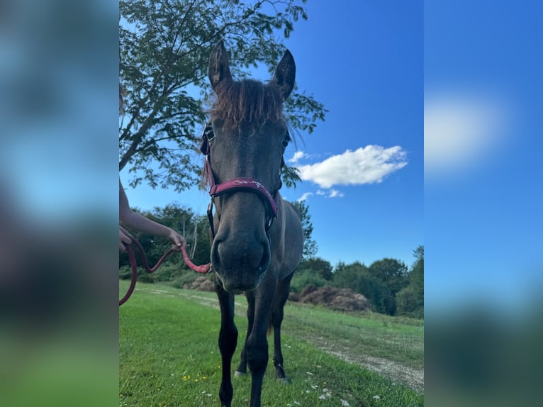 Andalusiër Mix Merrie 1 Jaar 163 cm Roan-Bay in Lias d&#39;Armagnac, Gers