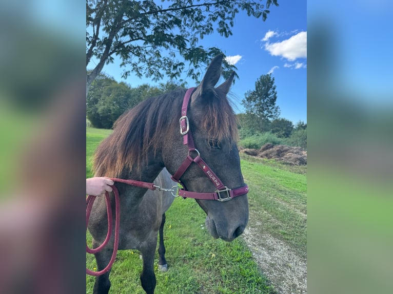 Andalusiër Mix Merrie 1 Jaar 163 cm Roan-Bay in Lias d&#39;Armagnac, Gers