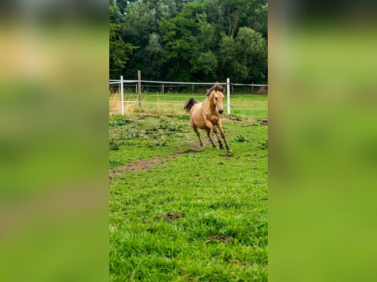 Andalusiër Merrie 1 Jaar 165 cm Buckskin in Standenbühl