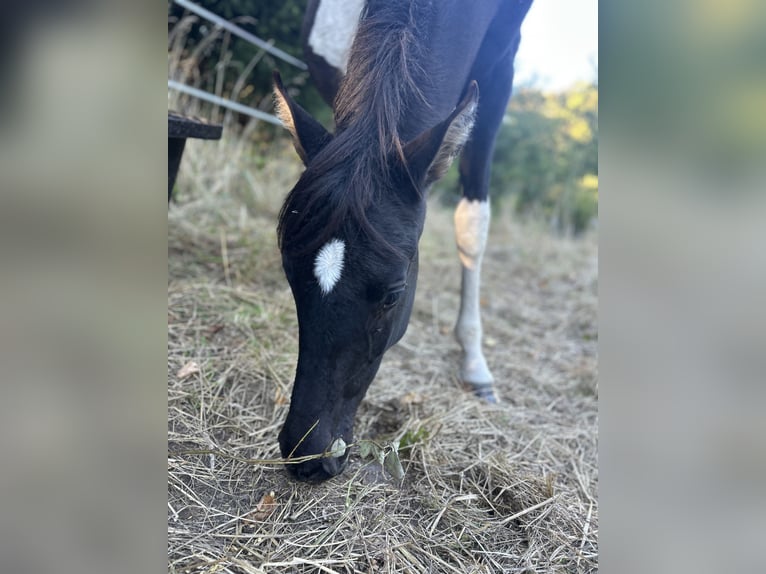 Andalusiër Merrie 1 Jaar 165 cm Gevlekt-paard in Ballenstedt Andalusiër Merrie 1 Jaar 165 cm Gevlekt-paard in Ballenstedt
