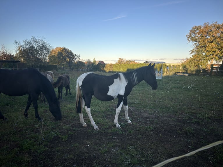 Andalusiër Merrie 1 Jaar 165 cm Gevlekt-paard in Ballenstedt Andalusiër Merrie 1 Jaar 165 cm Gevlekt-paard in Ballenstedt