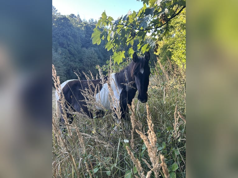 Andalusiër Merrie 1 Jaar 165 cm Gevlekt-paard in Ballenstedt Andalusiër Merrie 1 Jaar 165 cm Gevlekt-paard in Ballenstedt