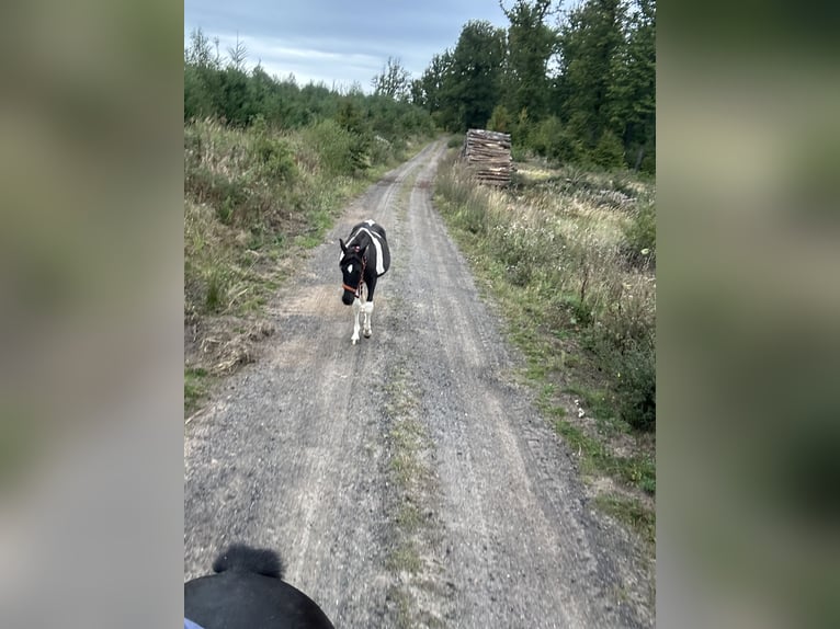 Andalusiër Merrie 1 Jaar 165 cm Gevlekt-paard in Ballenstedt Andalusiër Merrie 1 Jaar 165 cm Gevlekt-paard in Ballenstedt
