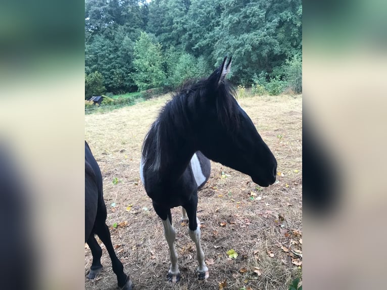 Andalusiër Merrie 1 Jaar 165 cm Gevlekt-paard in Ballenstedt Andalusiër Merrie 1 Jaar 165 cm Gevlekt-paard in Ballenstedt