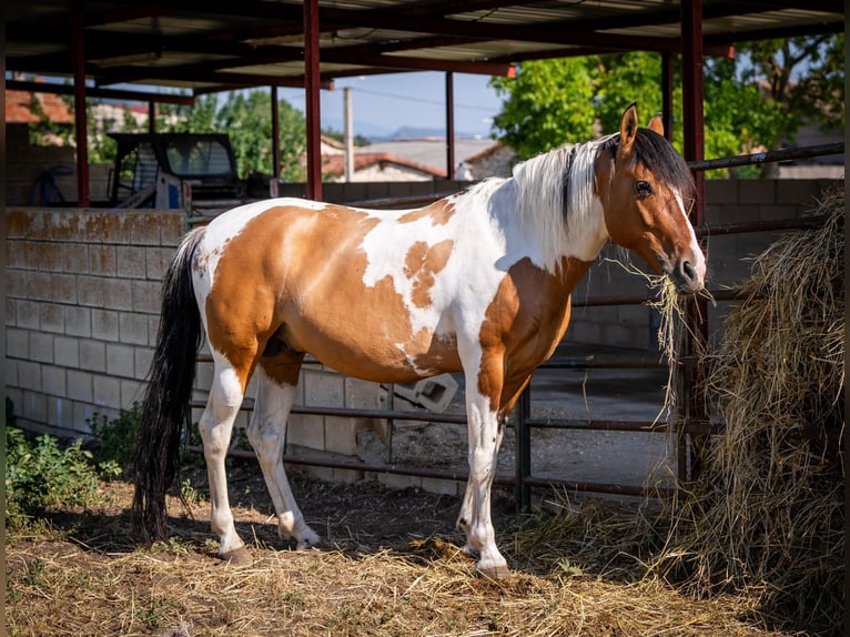 Andalusiër Merrie 1 Jaar 165 cm Gevlekt-paard in Ballenstedt