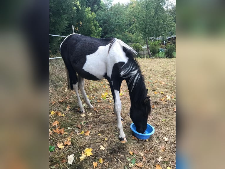 Andalusiër Merrie 1 Jaar 165 cm Gevlekt-paard in Ballenstedt Andalusiër Merrie 1 Jaar 165 cm Gevlekt-paard in Ballenstedt