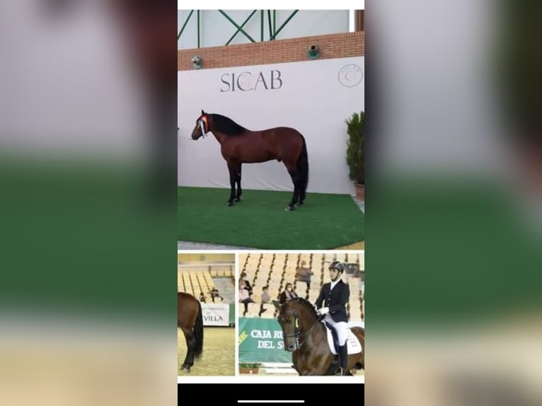 Andalusiër Merrie 1 Jaar 168 cm Roodbruin in Valencia