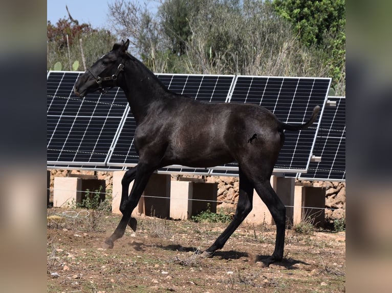 Andalusiër Merrie 1 Jaar Schimmel in Mallorca