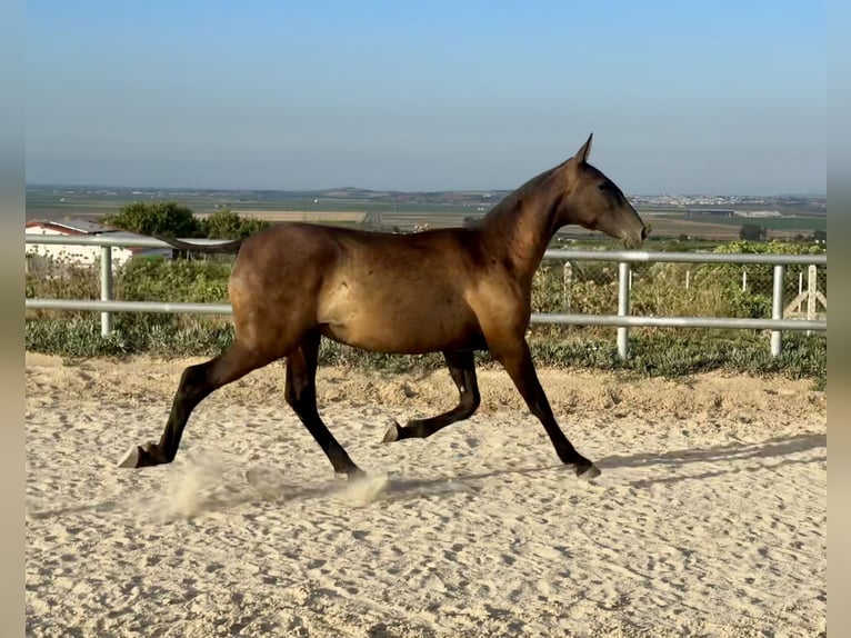 Andalusiër Merrie 1 Jaar Zwart in Lebrija