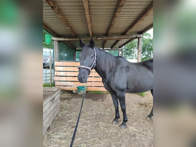 Andalusiër Mix Merrie 21 Jaar 154 cm Zwart in Stade