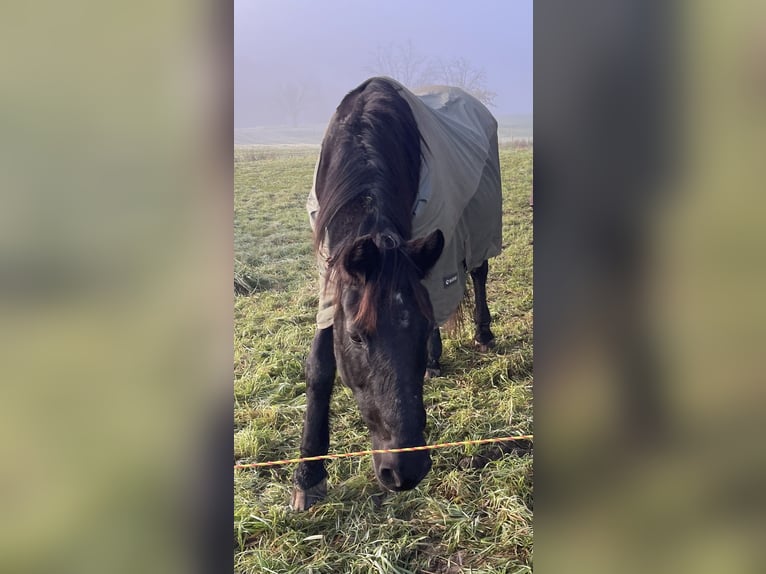 Andalusiër Merrie 25 Jaar in Biel-Benken BL