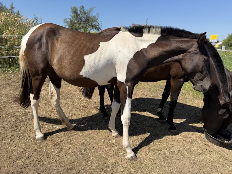 Andalusiër Merrie 2 Jaar 148 cm Tobiano-alle-kleuren in Ballenstedt