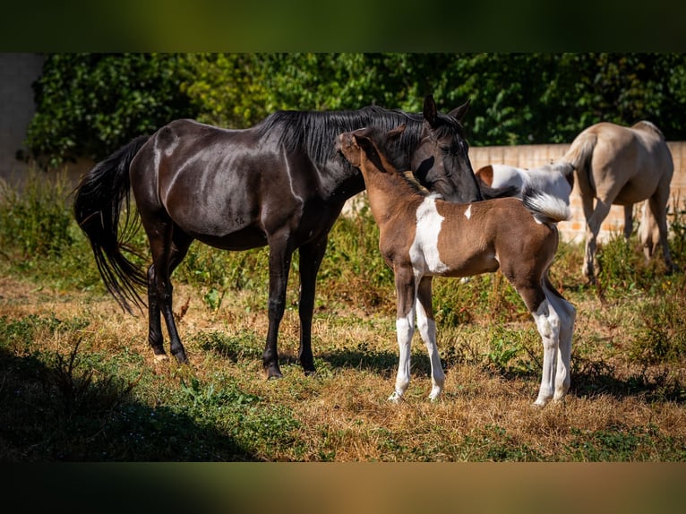 Andalusiër Merrie 2 Jaar 148 cm Tobiano-alle-kleuren in Ballenstedt