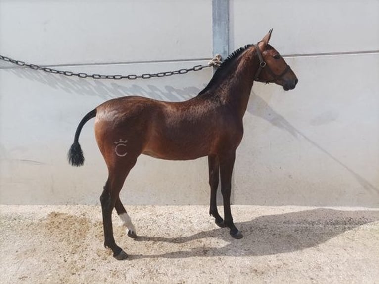 Andalusiër Merrie 2 Jaar 150 cm Roodbruin in Alicante/Alacant