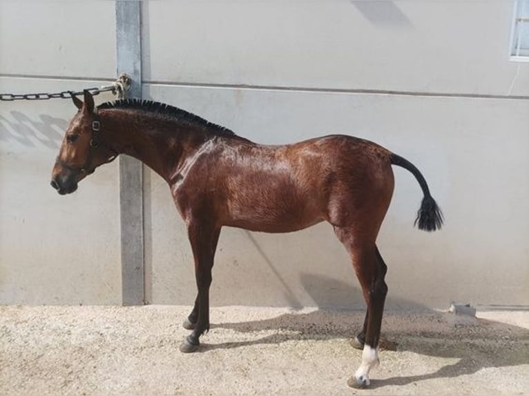 Andalusiër Merrie 2 Jaar 150 cm Roodbruin in Alicante/Alacant