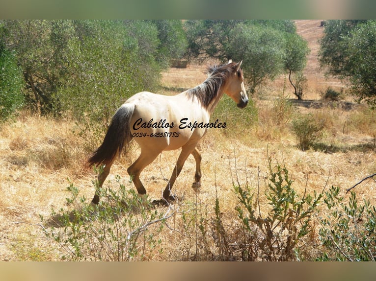 Andalusiër Merrie 2 Jaar 152 cm Falbe in Vejer de la Frontera