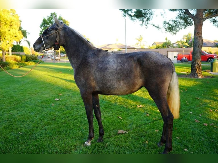 Andalusiër Merrie 2 Jaar 152 cm Schimmel in Corona, CA