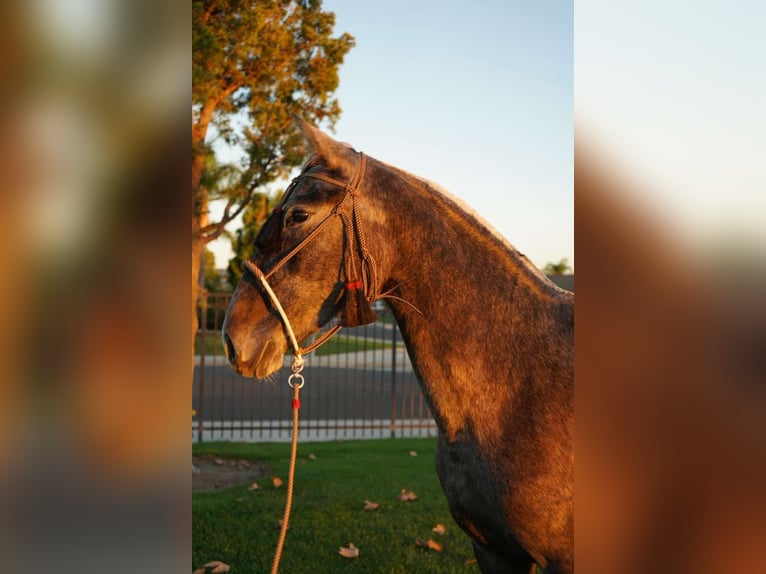 Andalusiër Merrie 2 Jaar 152 cm Schimmel in Corona, CA