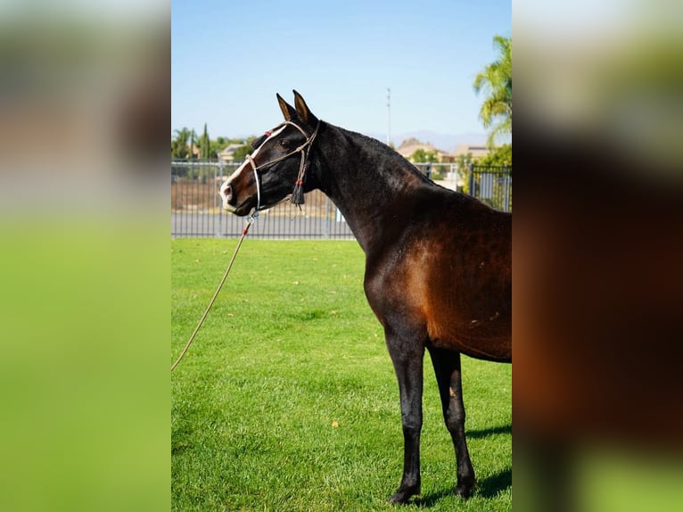 Andalusiër Merrie 2 Jaar 152 cm Zwart in Corona, CA