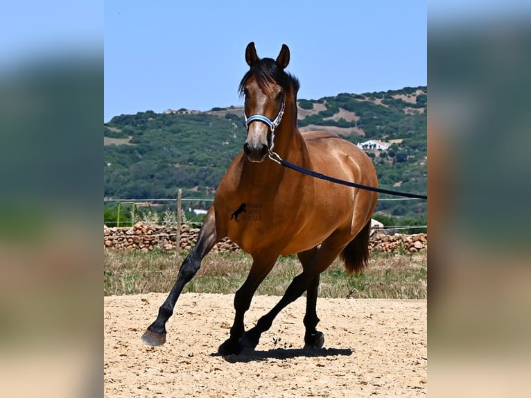 Andalusiër Merrie 2 Jaar 153 cm Falbe in Menorca