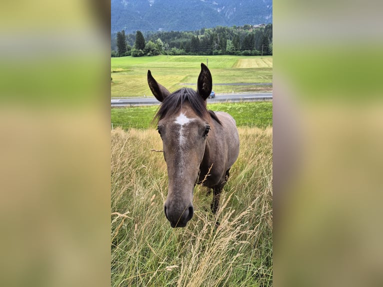 Andalusiër Merrie 2 Jaar 155 cm Bruin in Hermagor-Pressegger See
