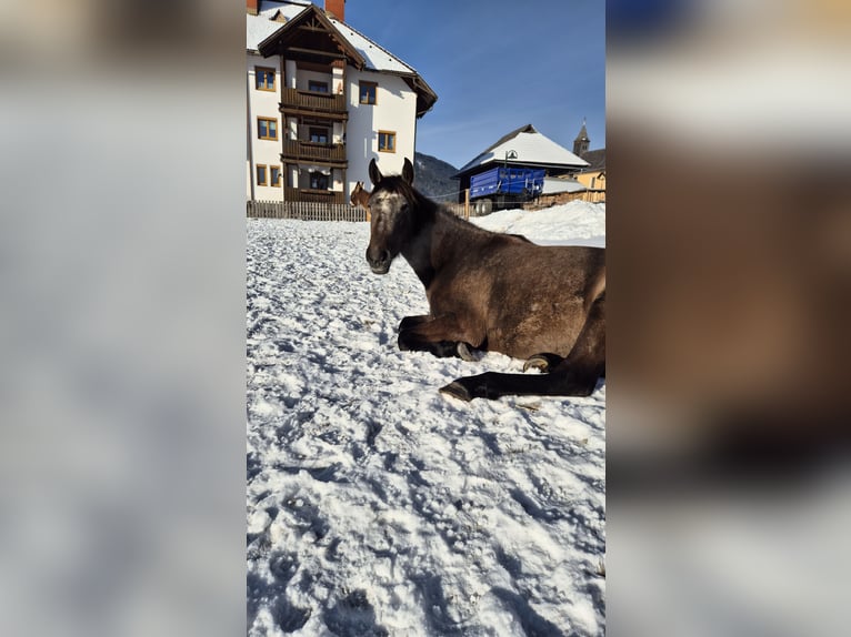 Andalusiër Merrie 2 Jaar 155 cm Bruin in Hermagor-Pressegger See