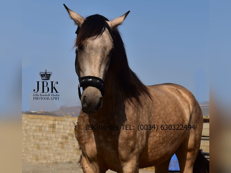 Andalusiër Merrie 2 Jaar 157 cm Falbe in Tabernas
