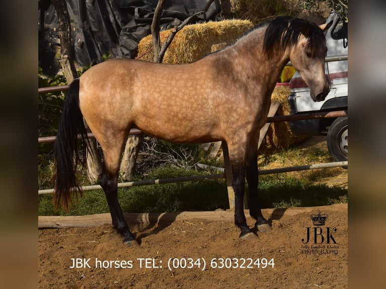 Andalusiër Merrie 2 Jaar 157 cm Falbe in Tabernas