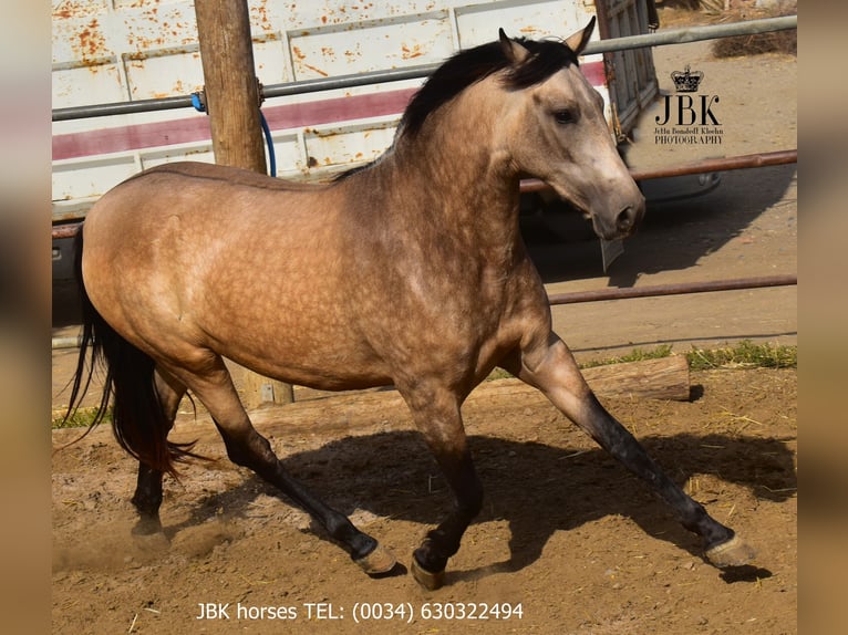 Andalusiër Merrie 2 Jaar 157 cm Falbe in Tabernas