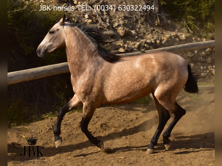 Andalusiër Merrie 2 Jaar 157 cm Falbe in Tabernas