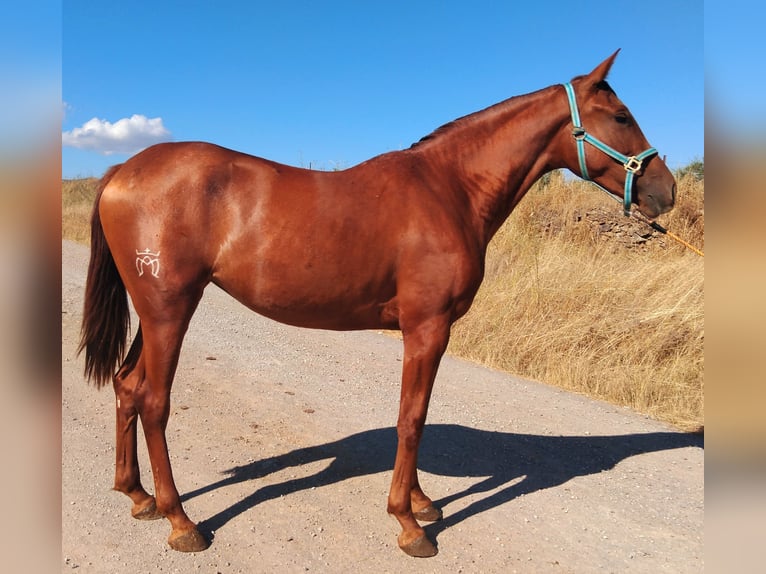 Andalusiër Merrie 2 Jaar 158 cm Vos in Fregenal De La Sierra