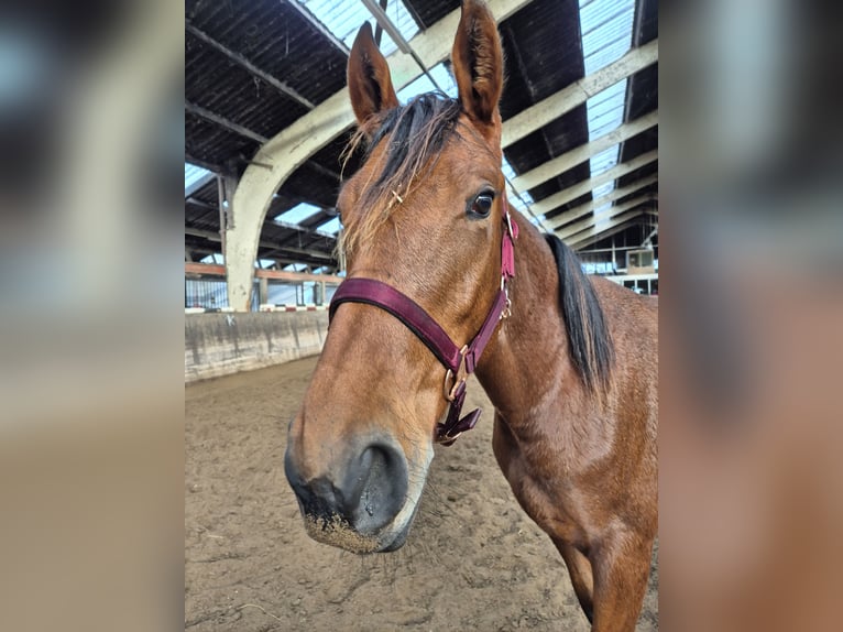 Andalusiër Mix Merrie 2 Jaar 162 cm Bruin in Renswoude