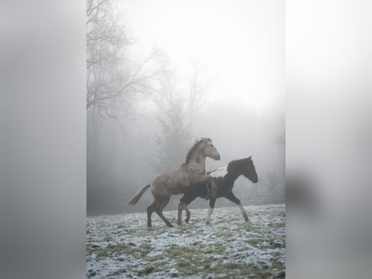 Andalusiër Merrie 2 Jaar 162 cm Pearl in Loye sur Arnon